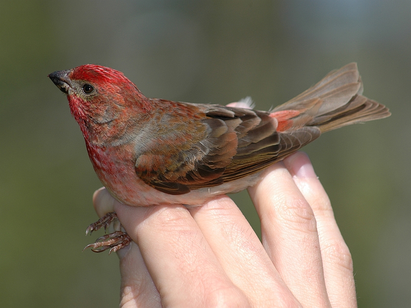 Common Rosefinch, Sundre 20060525